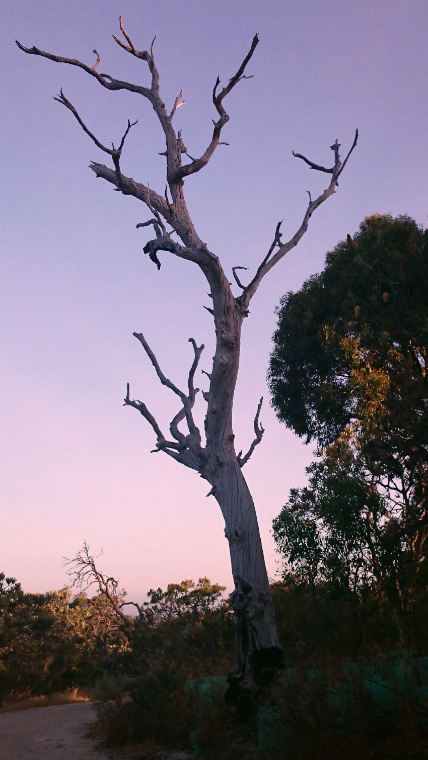 Tree | Sky | 52 weeks of memories photo challenge